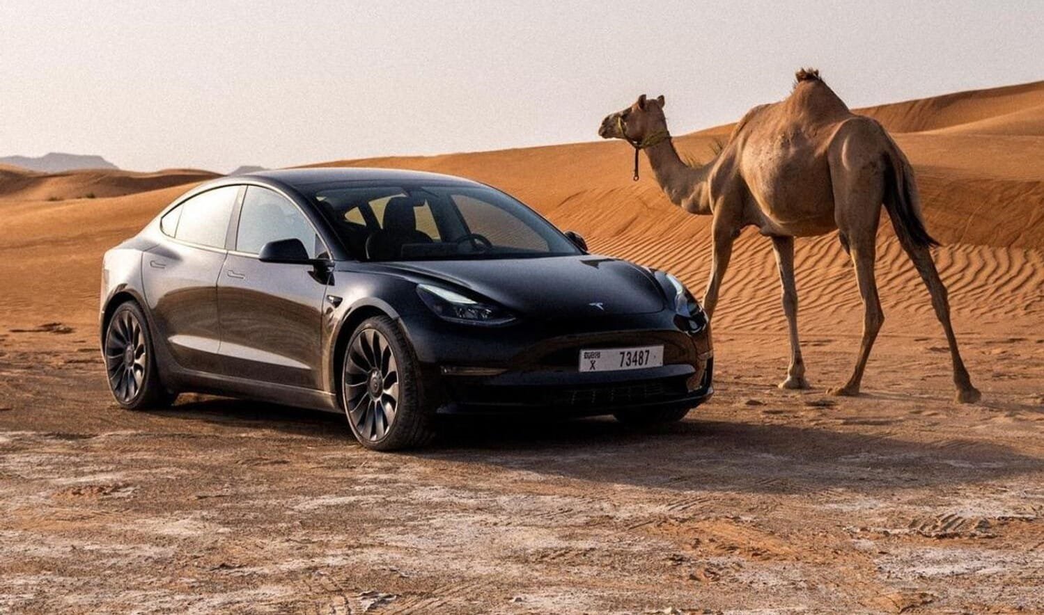 WnkATNai-tesla-camel WnkATNai-tesla-camel